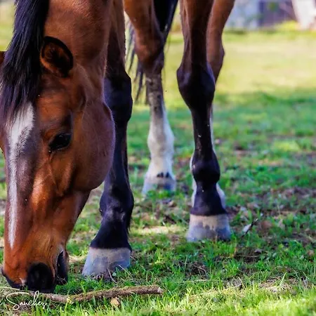 Le Nid Du Coucou Cocumont