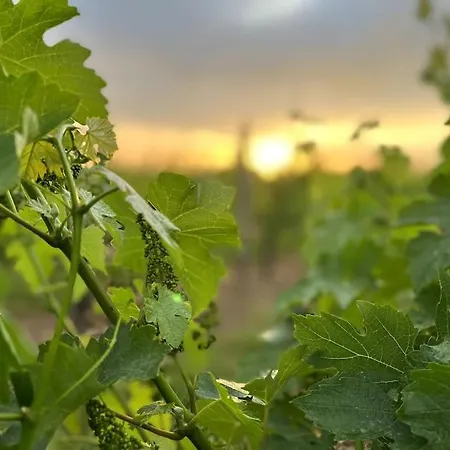 Le Nid Du Coucou Cocumont