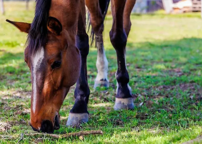 Le Nid Du Coucou Cocumont