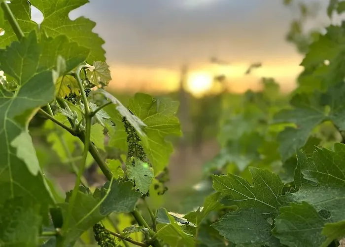 Le Nid Du Coucou Cocumont